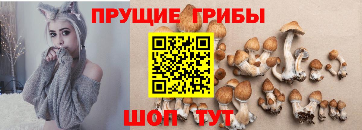 Псилоцибиновые грибы Cubensis Нововоронеж